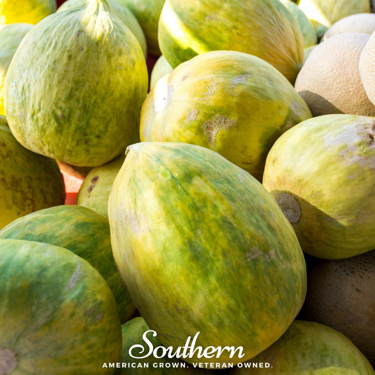 Crenshaw Melon – 20 Seeds