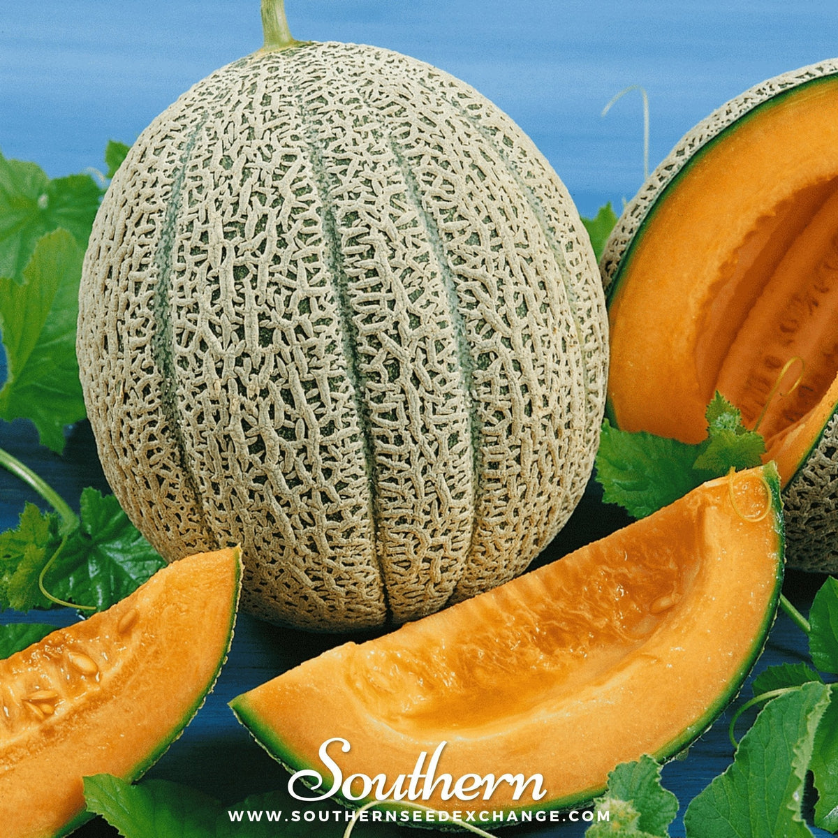 Hales Best Jumbo Cantaloupe – 50 Seeds