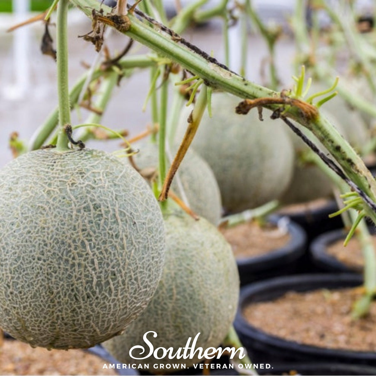 Planter’s Jumbo Melon – 50 Seeds