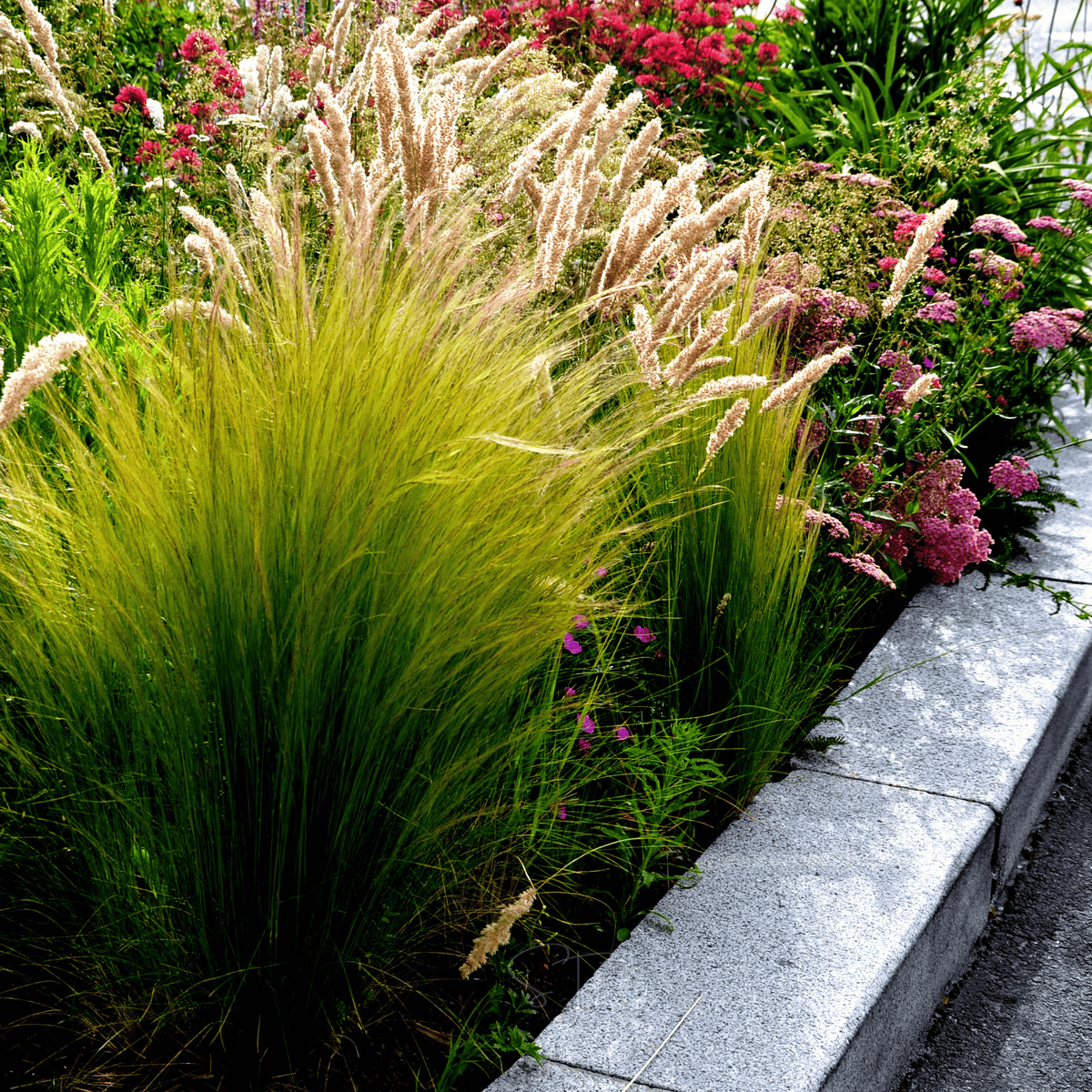 Mexican Feather Grass – 50 Seeds