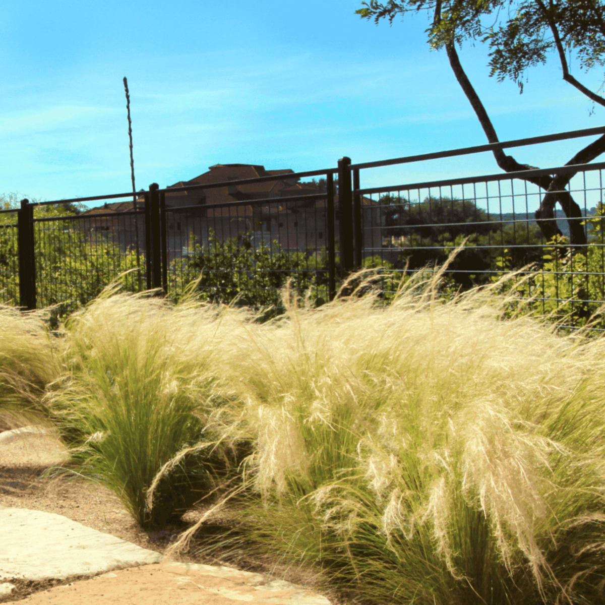 Mexican Feather Grass – 50 Seeds