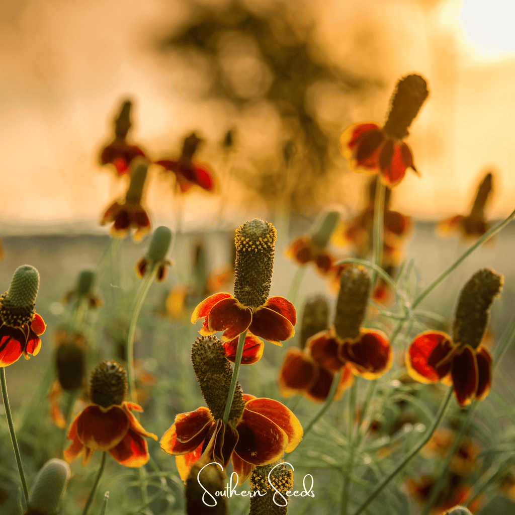 Mexican Hat – 100 Seeds