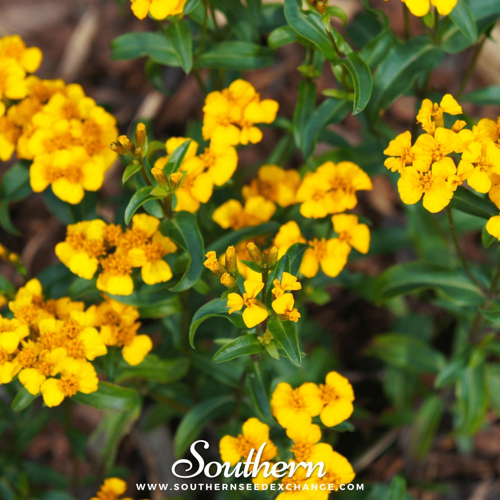 Mexican Mint, Mexican Tarragon – 50 Seeds