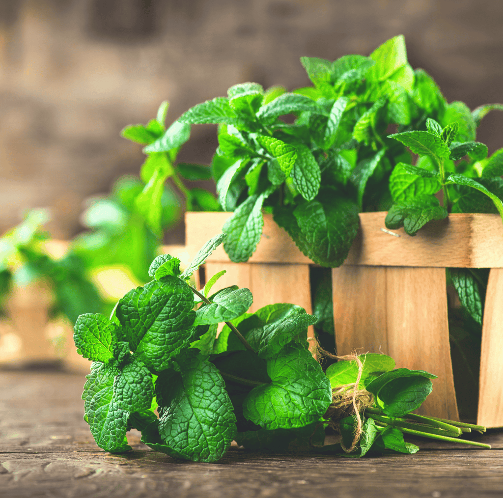 Mint – 100 Seeds