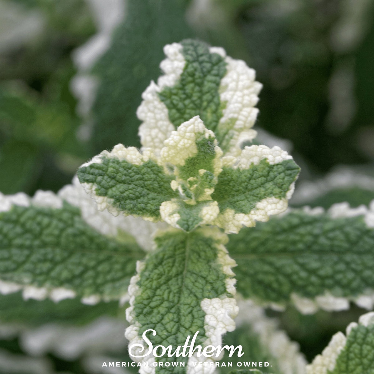 Pineapple Mint – 25 Seeds