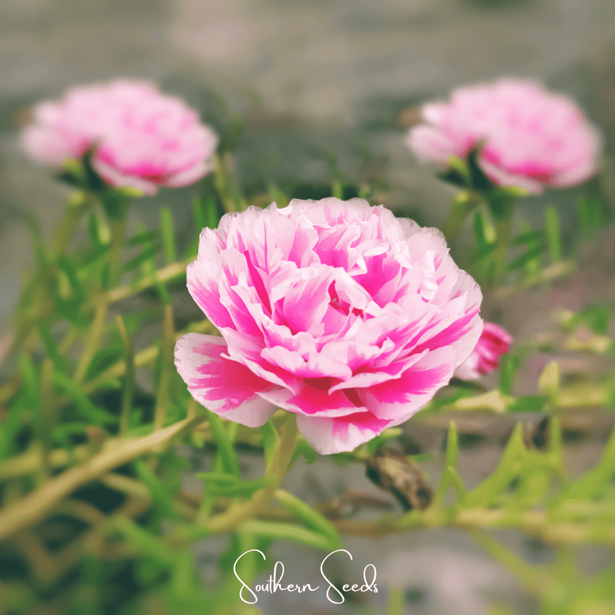 Pink Moss Rose – 250 Seeds
