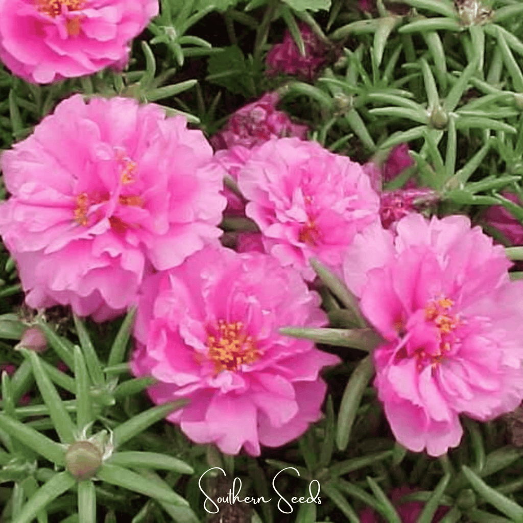 Pink Moss Rose – 250 Seeds