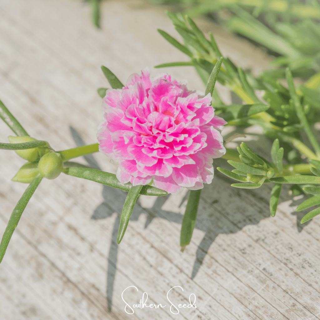 Pink Moss Rose – 250 Seeds