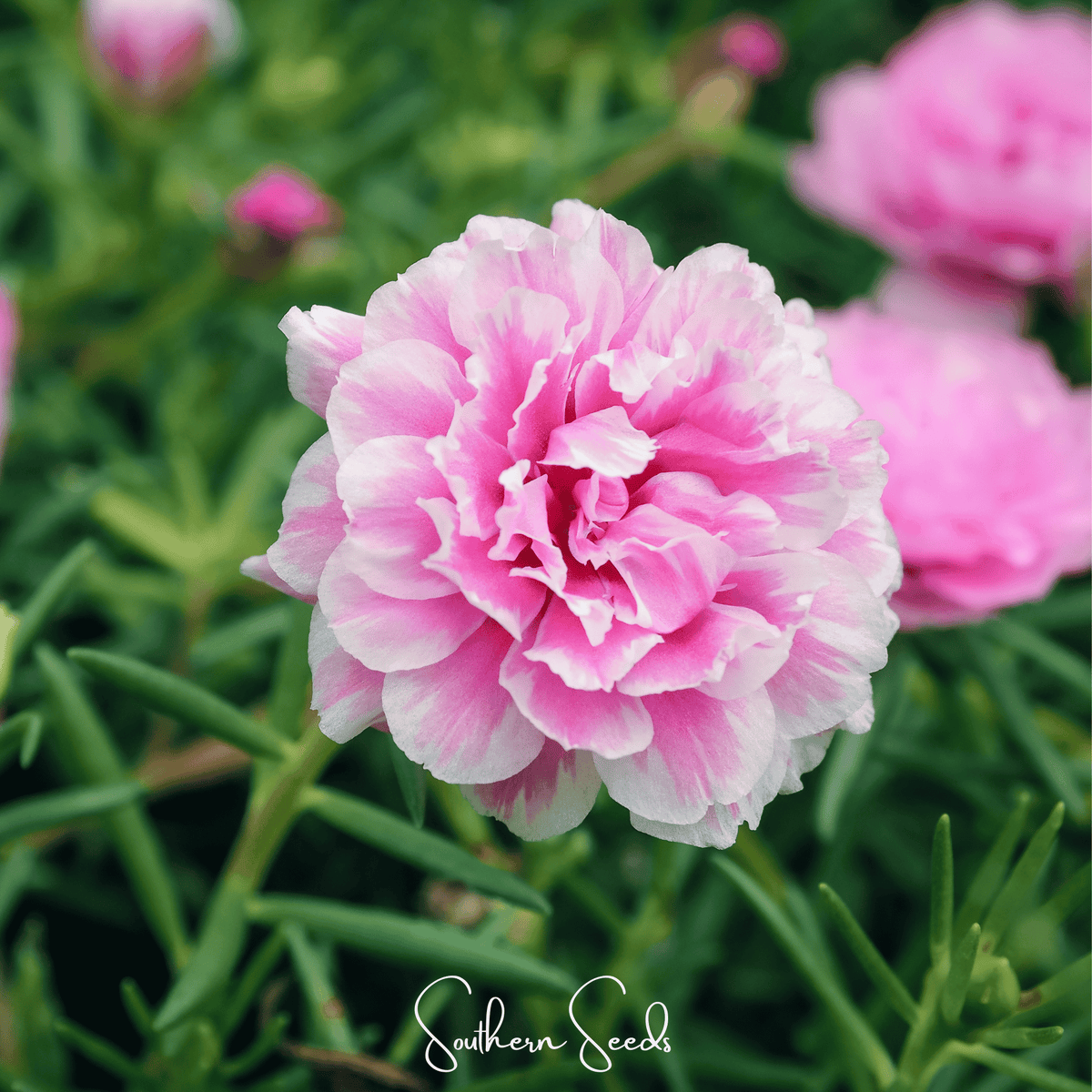 Pink Moss Rose – 250 Seeds