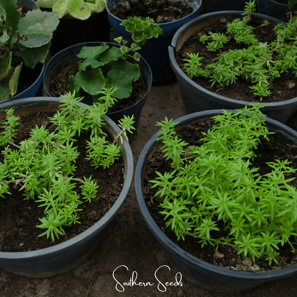 Pink Moss Rose – 250 Seeds