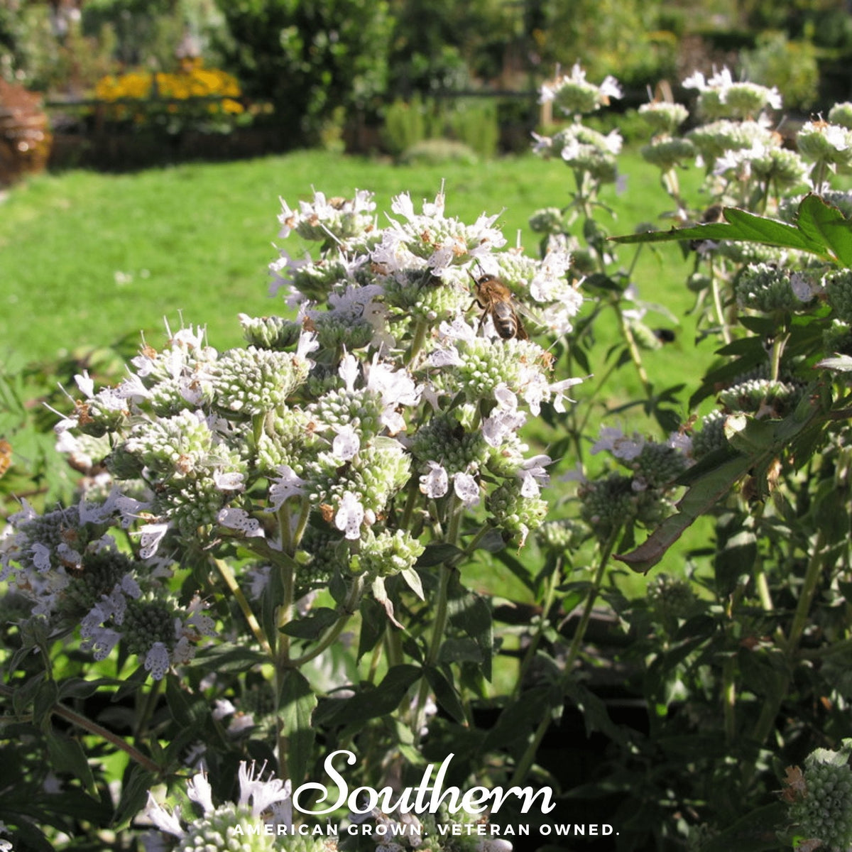 Mountain Mint – 100 Seeds