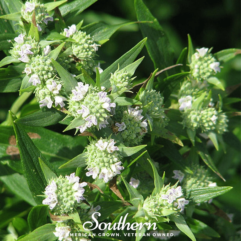 Mountain Mint – 100 Seeds