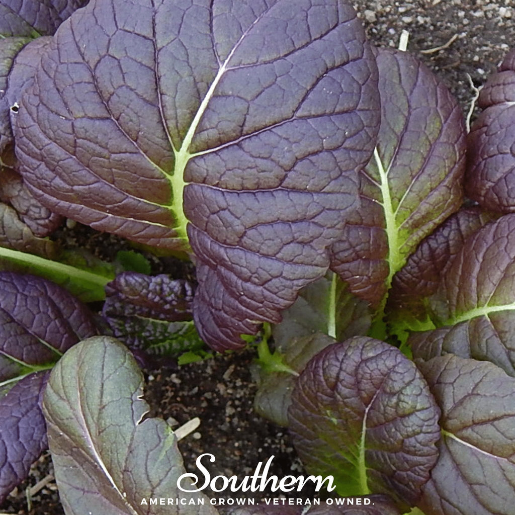 Osaka Purple Mustard – 100 Seeds