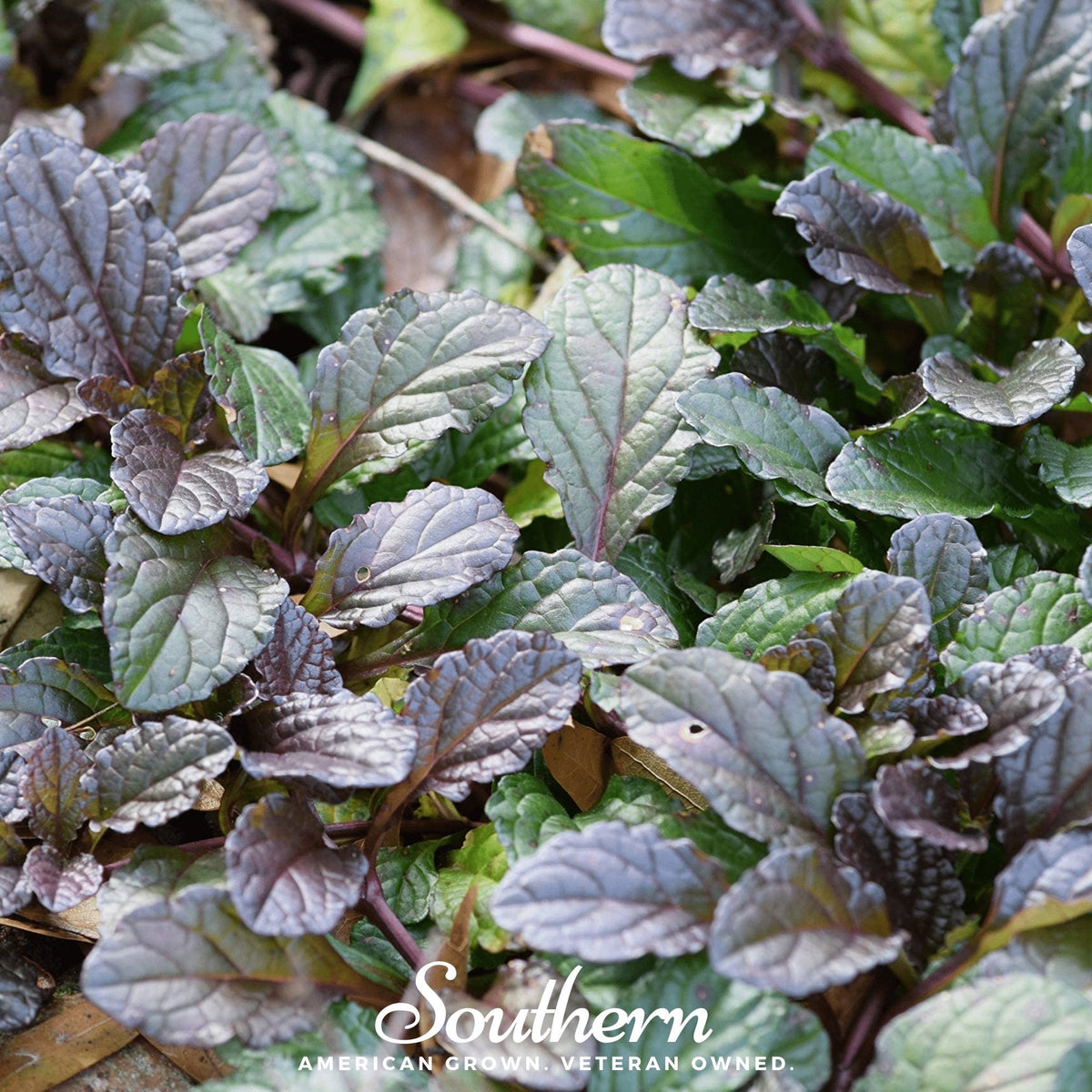 Osaka Purple Mustard – 100 Seeds