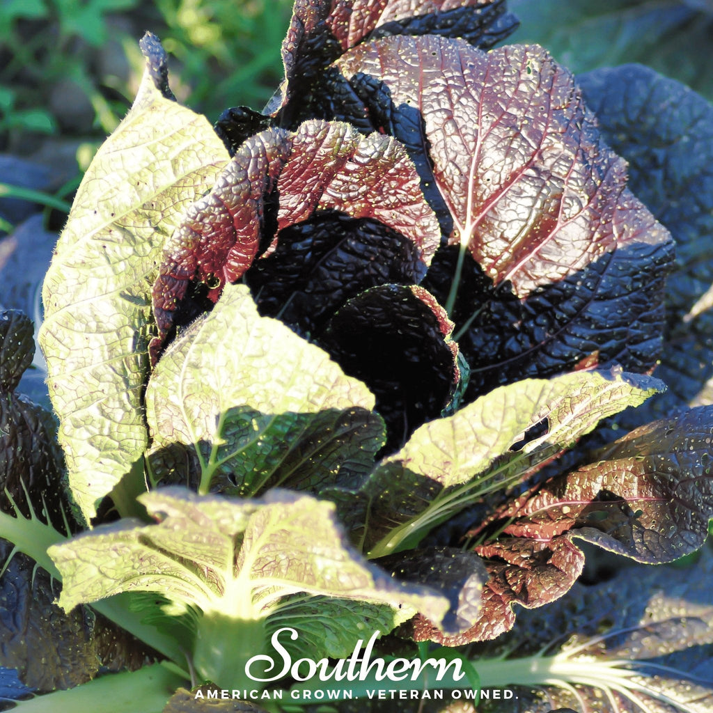 Red Giant Mustard – 100 Seeds