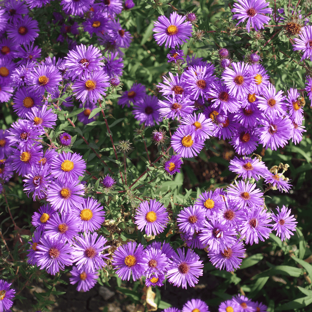 New England Aster – 200 Seeds