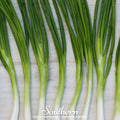 Evergreen Bunching Onion – 200 Seeds