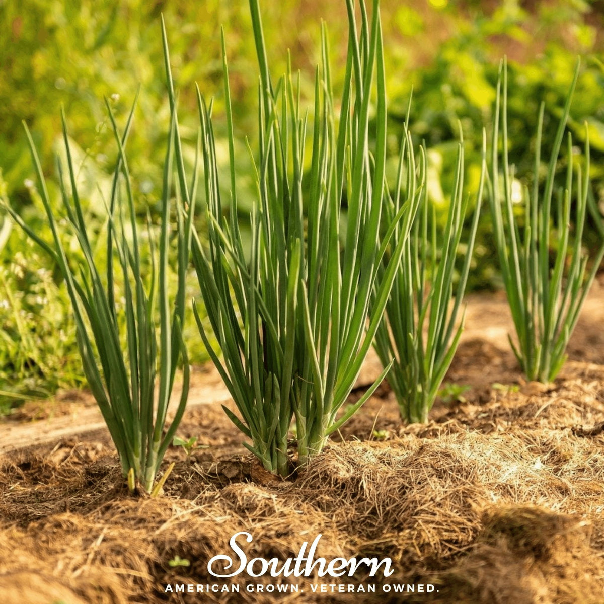 Evergreen Bunching Onion – 200 Seeds