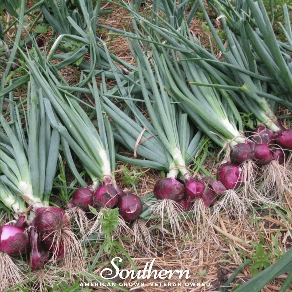 Red Burgundy Onion – 200 Seeds