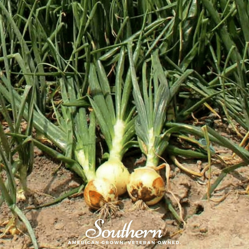 Spanish Yellow Sweet Onion – 200 Seeds