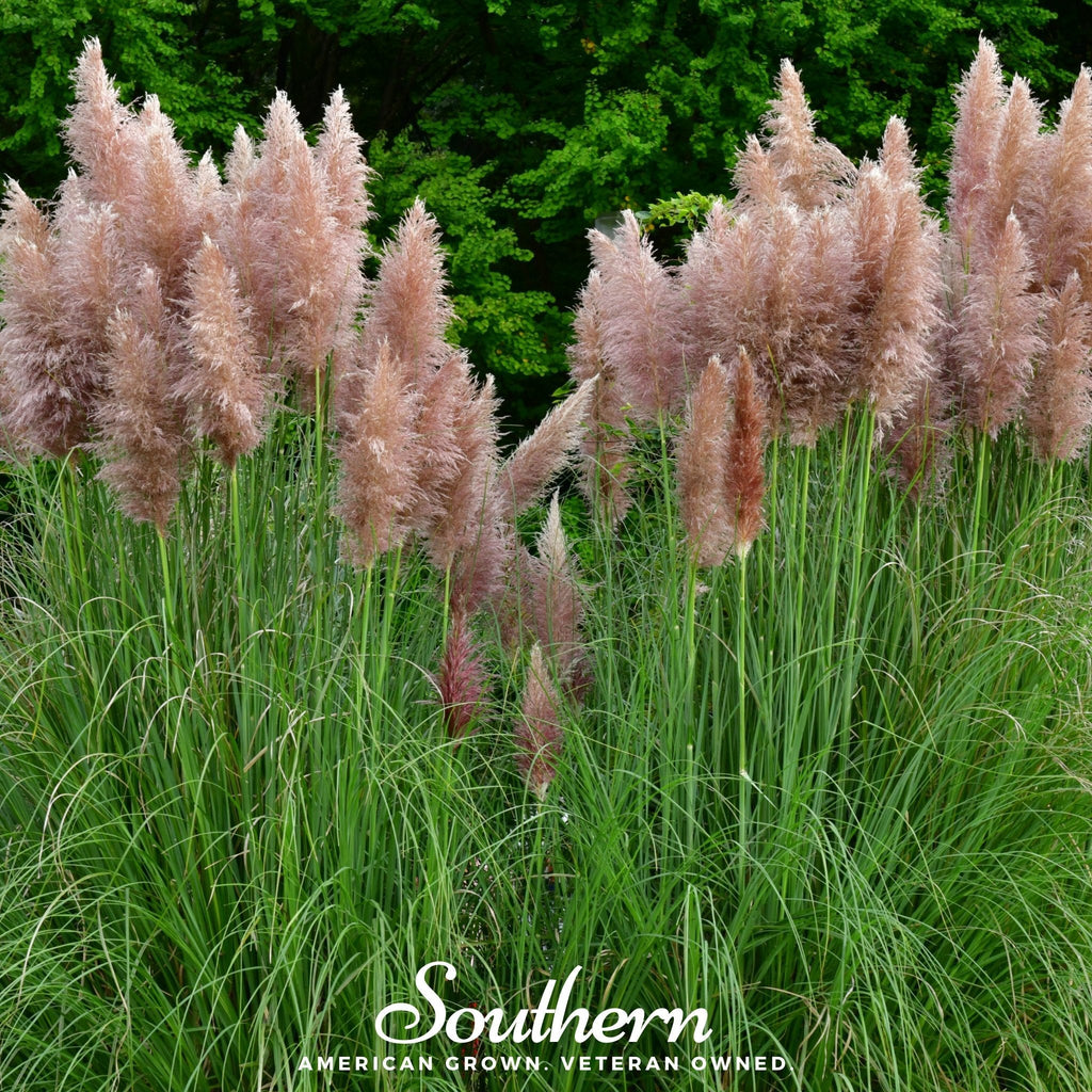 Pink Pampas Grass – 100 Seeds