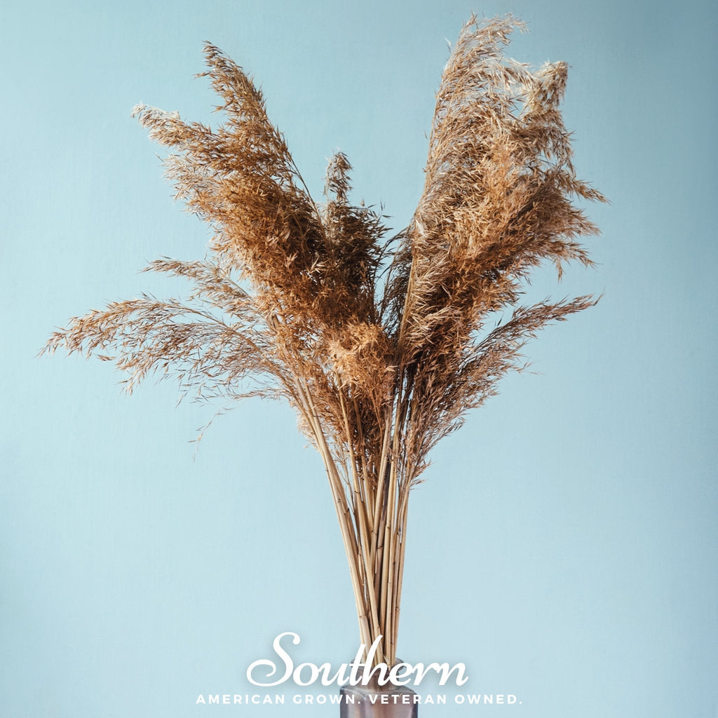Pink Pampas Grass – 100 Seeds