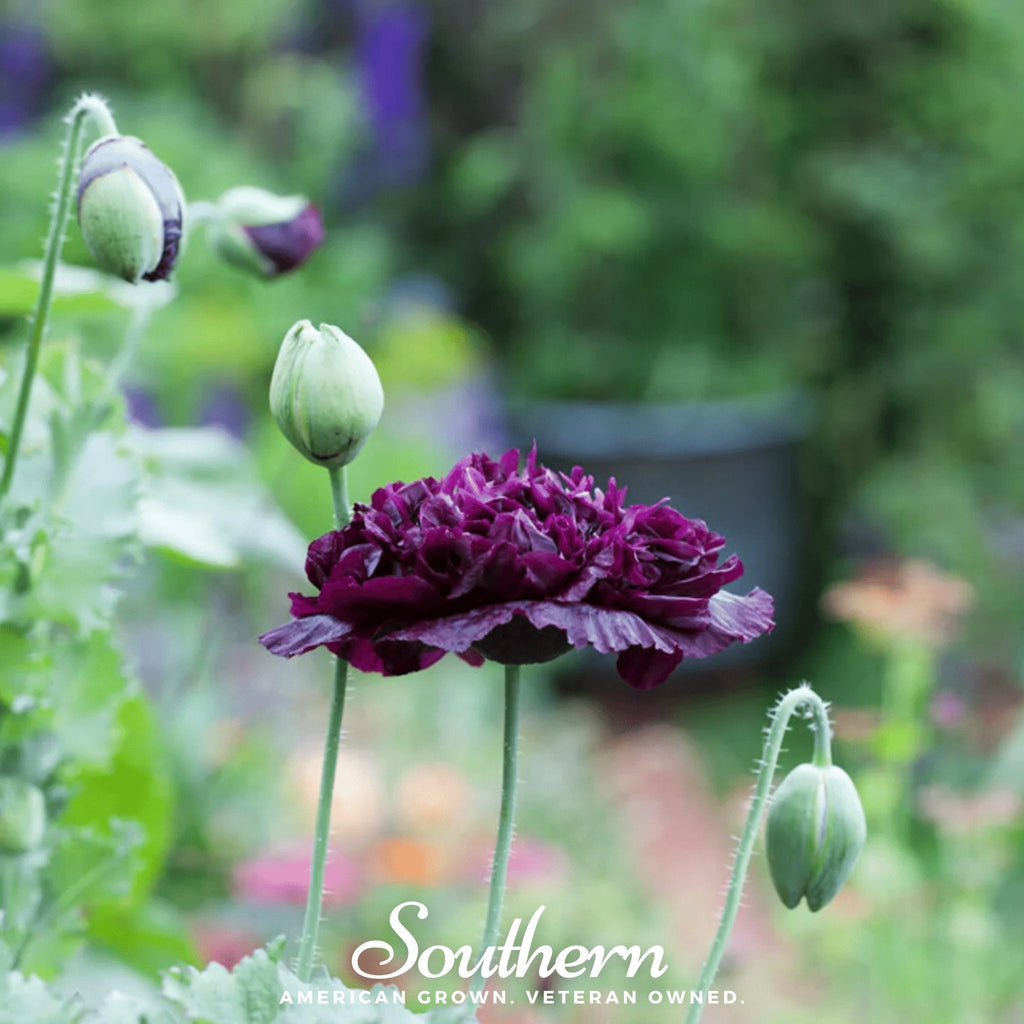 Black Peony Poppy – 100 Seeds
