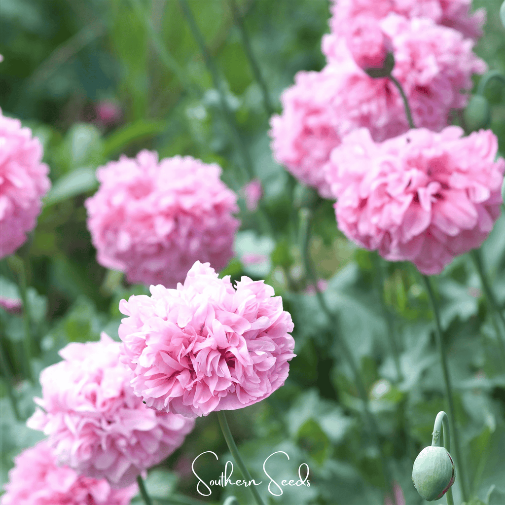 Pale Rose Peony Poppy – 100 Seeds