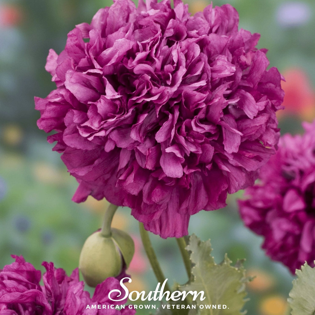 Purple Peony Poppy – 100 Seeds