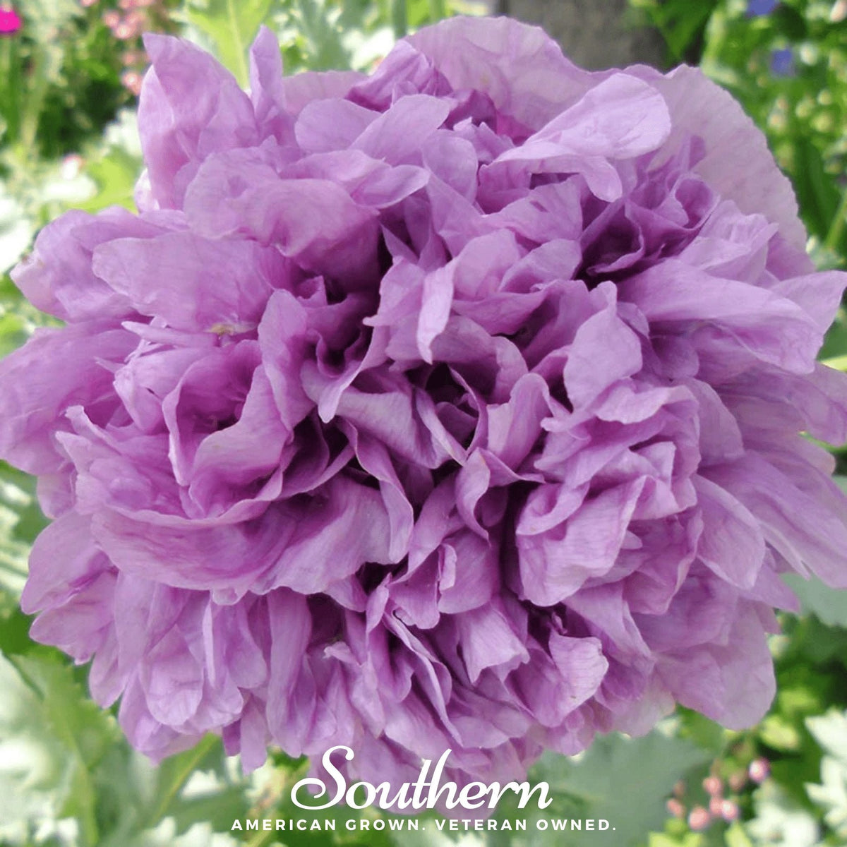 Purple Peony Poppy – 100 Seeds