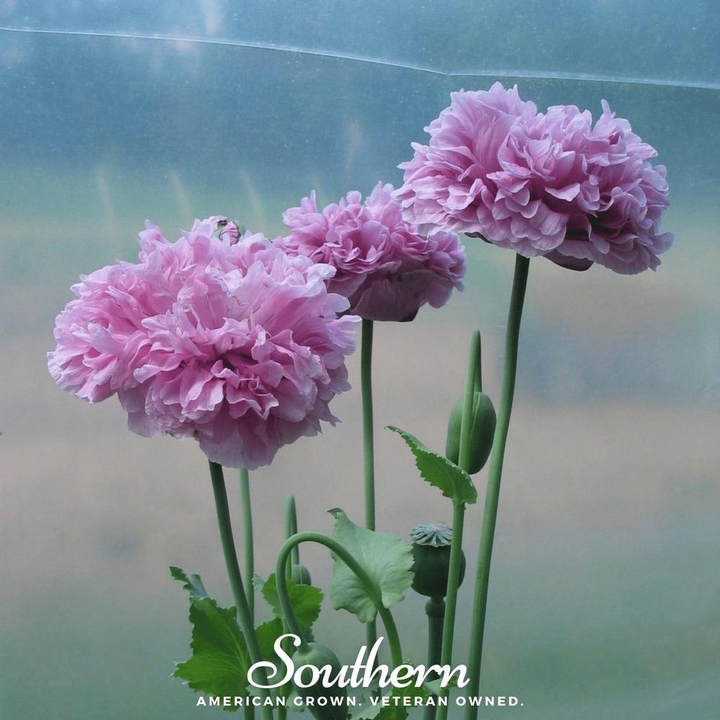 Purple Peony Poppy – 100 Seeds