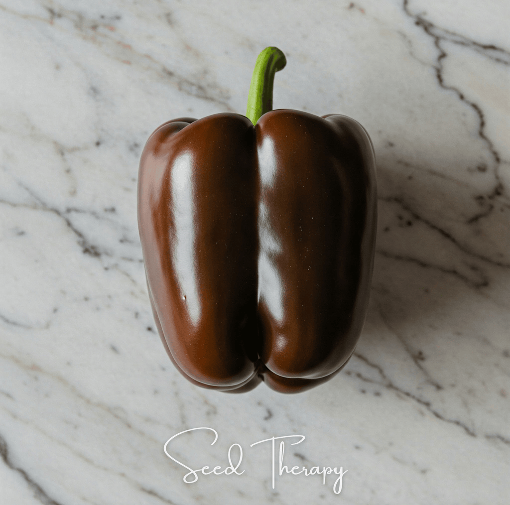 Chocolate Beauty Bell Pepper – 30 Seeds