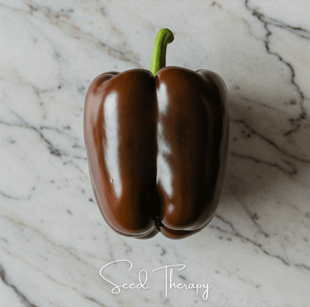 Chocolate Beauty Bell Pepper – 30 Seeds