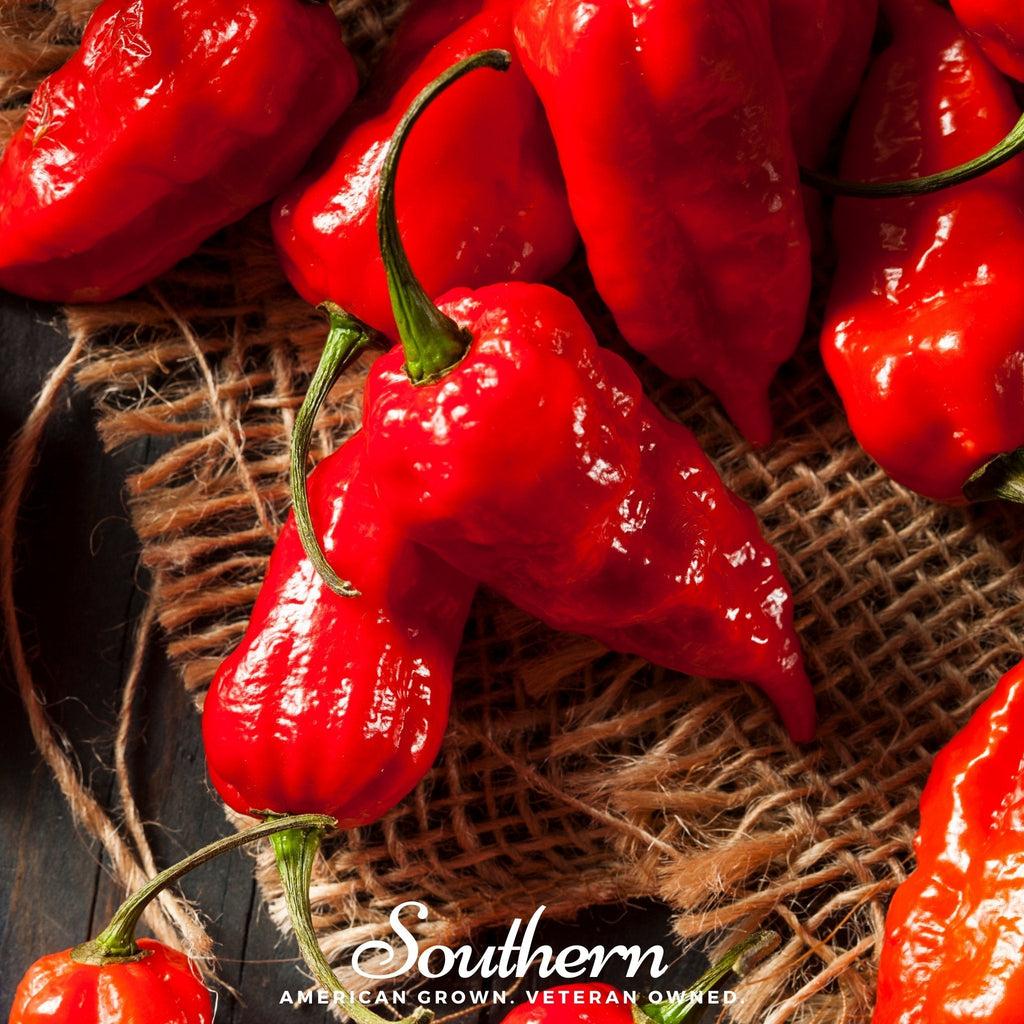 Ghost Pepper – Red Bhut Jolokia – 25 Seeds