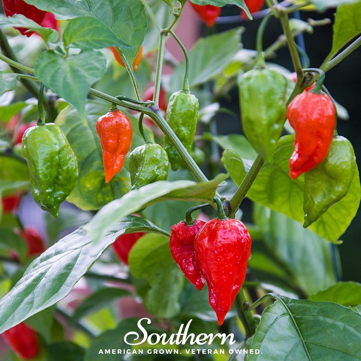 Ghost Pepper – Red Bhut Jolokia – 25 Seeds
