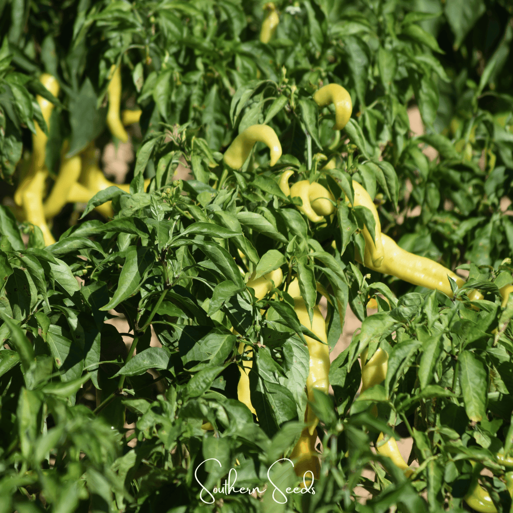 Hungarian Wax Pepper – 30 Seeds