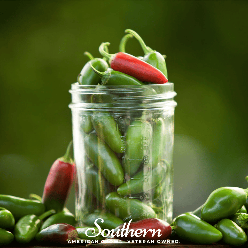 Jalapeño Early Pepper – 25 Seeds