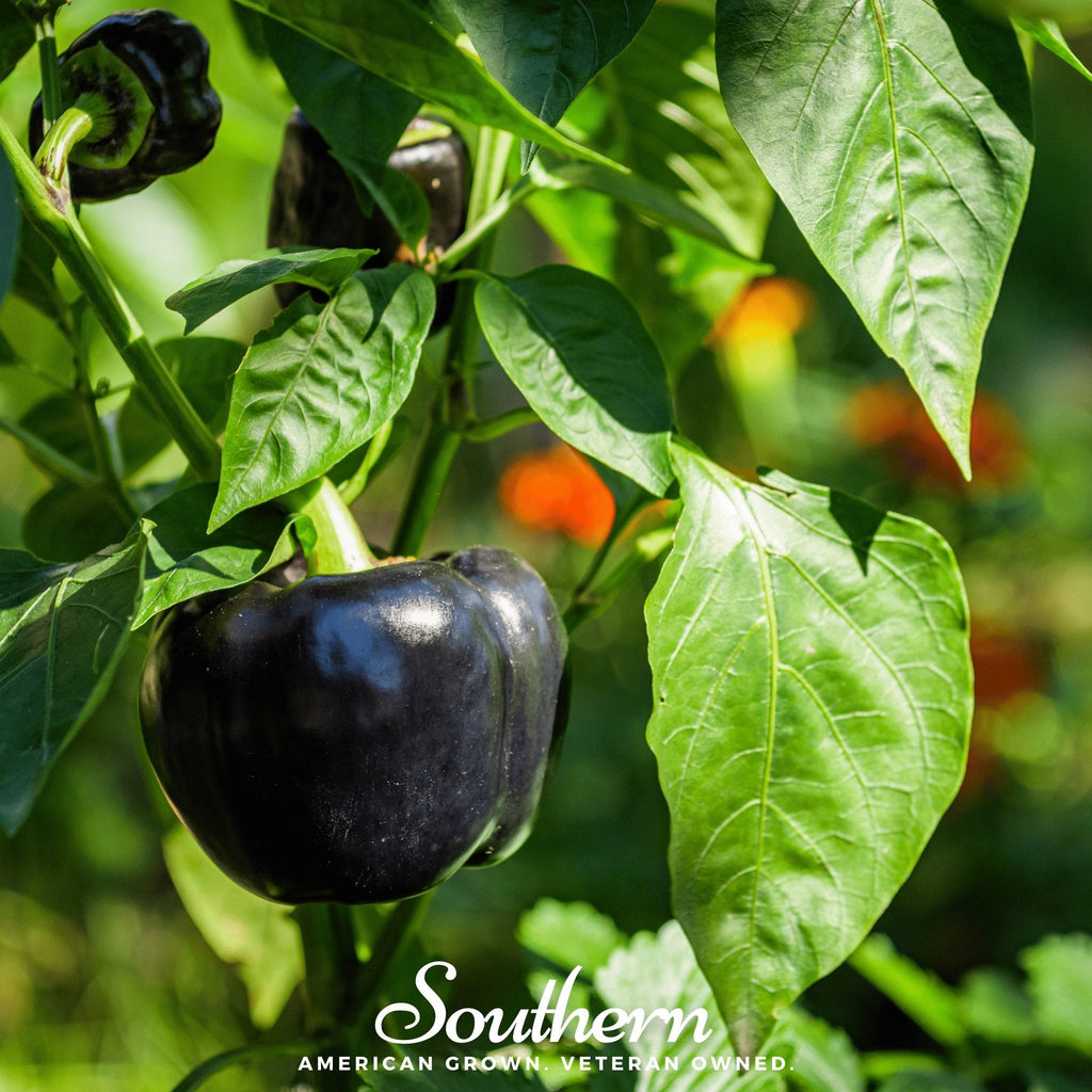 Purple Beauty Sweet Pepper – 30 Seeds