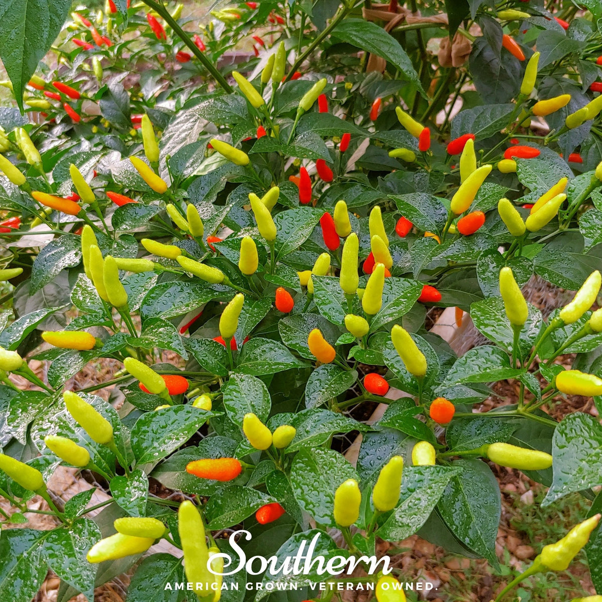 Tabasco Pepper – 50 Seeds