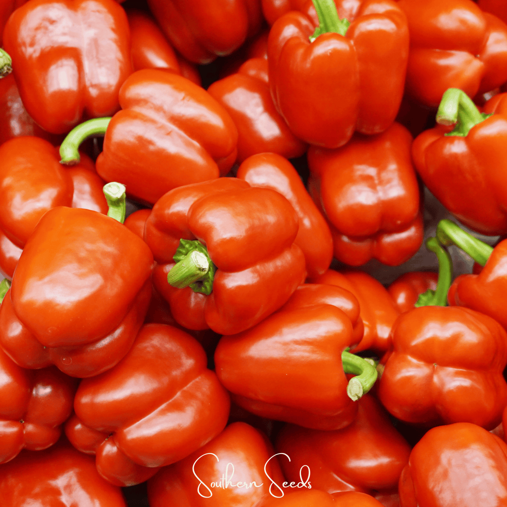 Yolo Wonder Bell Pepper – 30 Seeds