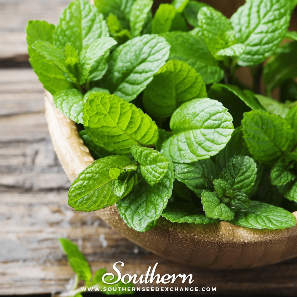 Peppermint – 100 Seeds