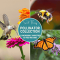 Pollinator Garden Seed Collection – 12 Varieties
