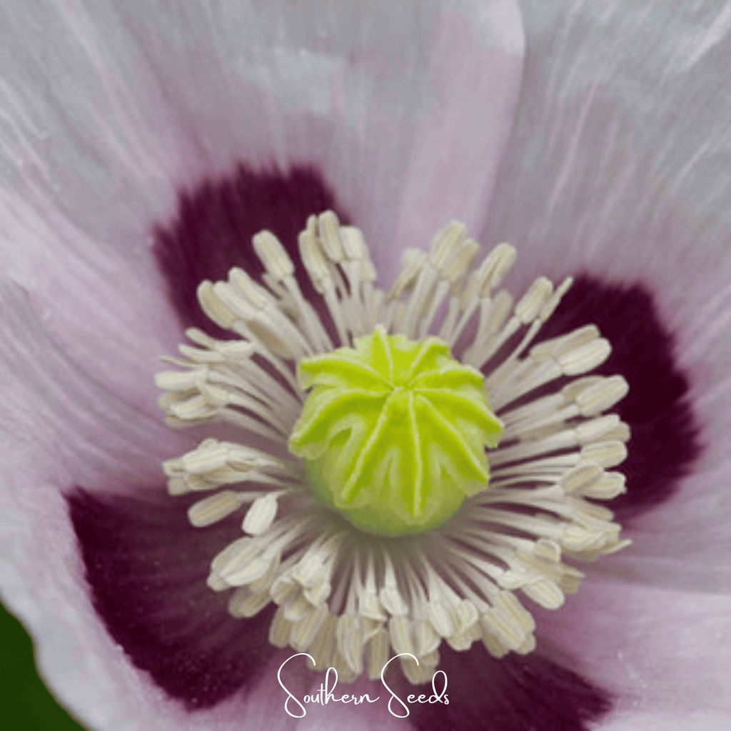 Blue Moon Poppy – 250 Seeds