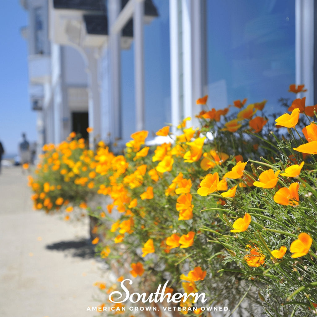 Orange California Poppy – 200 Seeds