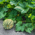 Cushaw Green Striped Pumpkin – 25 Seeds