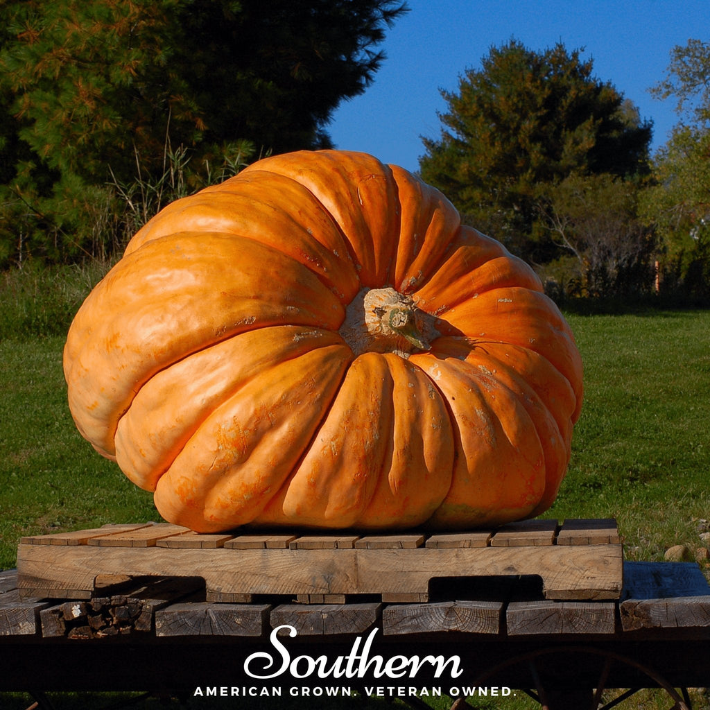 Dills Atlantic Giant Pumpkin – 5 Seeds