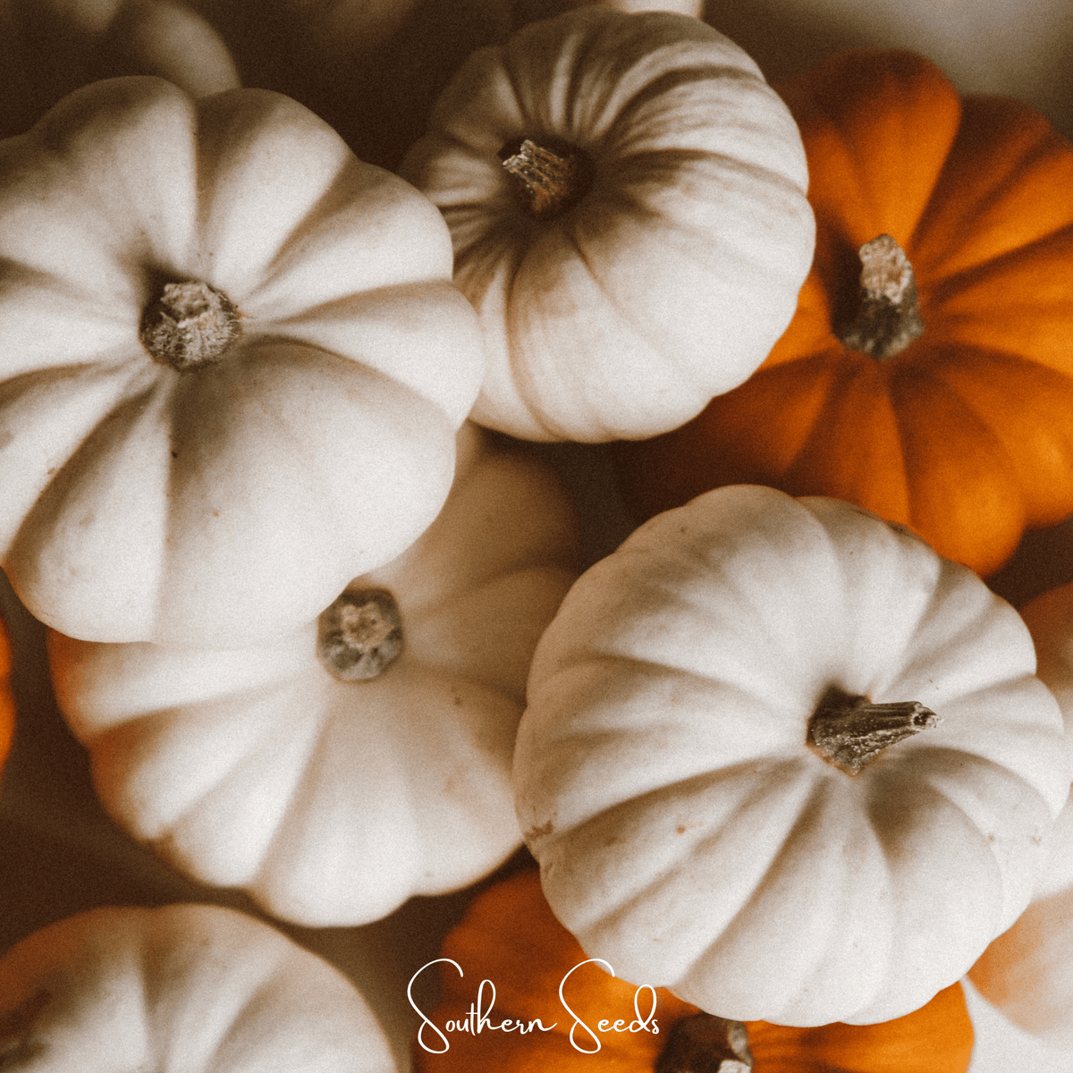 Gooligan Pumpkin – 10 Seeds