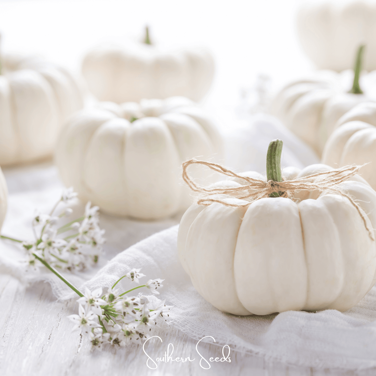 Gooligan Pumpkin – 10 Seeds