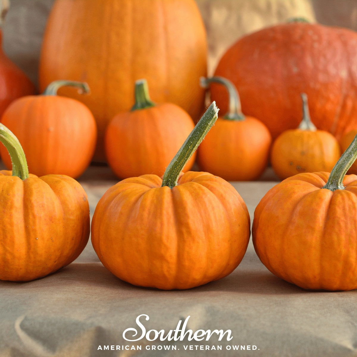 Jack Be Little Pumpkin – 25 Seeds