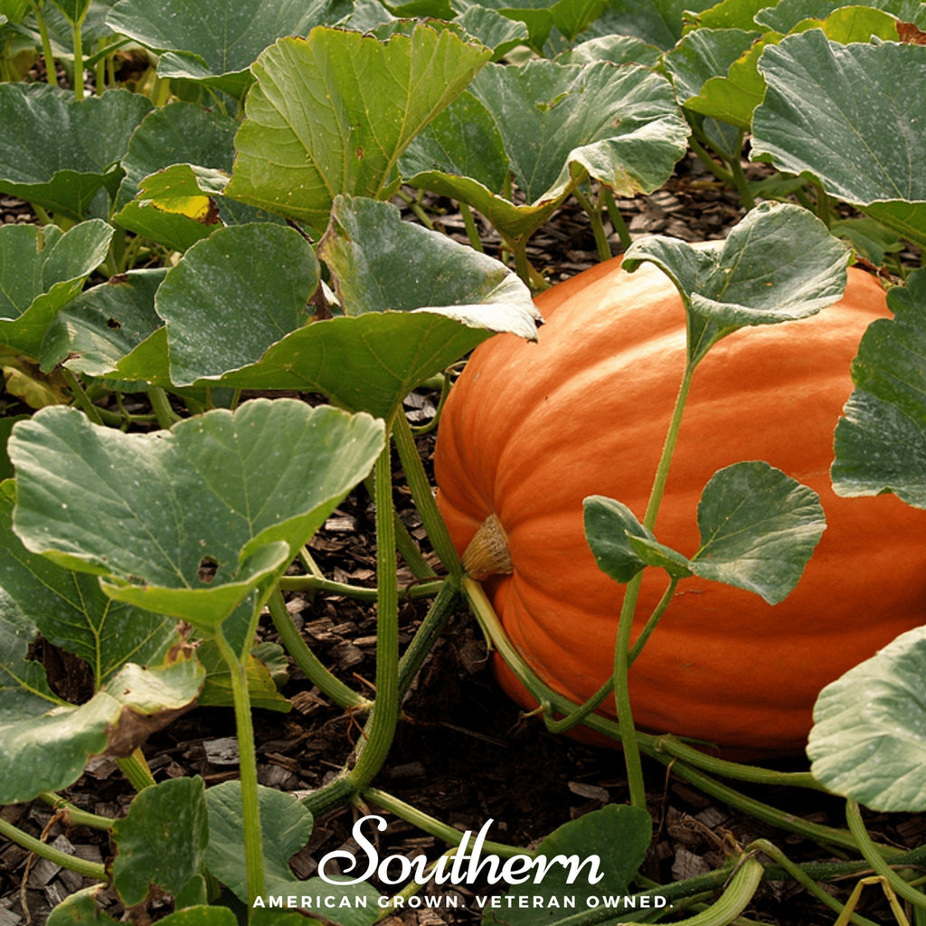 Jack O Lantern Pumpkin – 20 Seeds